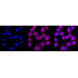 KD-Validated ACSL4 Rabbit mAb (20 μl)