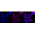 KD-Validated CD58 Rabbit mAb (20 μl)