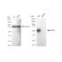 KD-Validated CD58 Rabbit mAb (20 μl)