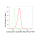KD-Validated COASY Rabbit mAb (20 μl)