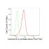 KD-Validated COASY Rabbit mAb (20 μl)