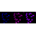 KD-Validated COASY Rabbit mAb (20 μl)