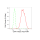 KD-Validated CAP1 Rabbit mAb (20 μl)