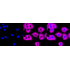 KD-Validated CAP1 Rabbit mAb (20 μl)
