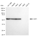 KD-Validated CAP1 Rabbit mAb (20 μl)