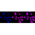 KD-Validated CLPTM1 Rabbit mAb (20 μl)