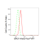KD-Validated BAG1 Rabbit mAb (20 μl)