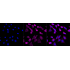 KD-Validated BAG1 Rabbit mAb (20 μl)