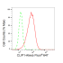 KD-Validated CLIP1 Rabbit mAb (20 μl)