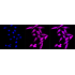 KD-Validated CLIP1 Rabbit mAb (20 μl)