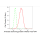KD-Validated AKAP8 Rabbit mAb (20 μl)