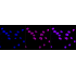 KD-Validated AKAP8 Rabbit mAb (20 μl)