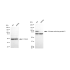 KD-Validated AKAP8 Rabbit mAb (20 μl)