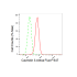 KD-Validated CAV3 Rabbit mAb (20 μl)