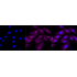 KD-Validated CAV3 Rabbit mAb (20 μl)
