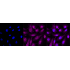 KD-Validated CAV3 Rabbit mAb (20 μl)