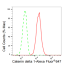 KD-Validated CTNND1 Rabbit mAb (20 μl)