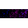 KD-Validated CTNND1 Rabbit mAb (20 μl)