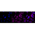 KD-Validated CTNND1 Rabbit mAb (20 μl)