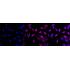 KD-Validated AR Rabbit mAb (20 μl)
