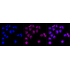 KD-Validated BCL2L1 Rabbit mAb (20 μl)