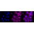 KD-Validated CD44 Rabbit mAb (20 μl)