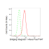 KD-Validated BIN1 Rabbit mAb (20 μl)