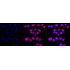 KD-Validated C3orf38 Rabbit mAb (20 μl)