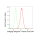 KD-Validated BIN1 Rabbit mAb (20 μl)