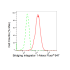 KD-Validated BIN1 Rabbit mAb (20 μl)