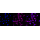 KD-Validated AR Rabbit mAb (20 μl)