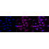 KD-Validated AR Rabbit mAb (20 μl)