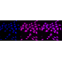 KD-Validated AHR Rabbit mAb (20 μl)