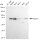KD-Validated ABCD1 Rabbit mAb (20 μl)