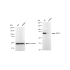 KD-Validated ABCD1 Rabbit mAb (20 μl)