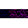 KD-Validated CDC16 Rabbit mAb (20 μl)