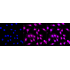 KD-Validated CDC16 Rabbit mAb (20 μl)