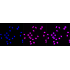 KD-Validated CHEK2 Rabbit mAb (20 μl)