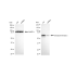 KD-Validated CHEK2 Rabbit mAb (20 μl)