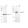 KD-Validated IKK α Rabbit mAb (20 μl)
