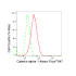 KD-Validated CTNNA1 Rabbit mAb (20 μl)