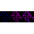 KD-Validated CTNNA1 Rabbit mAb (20 μl)