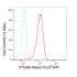 KD-Validated ATG9A Rabbit mAb (20 μl)