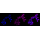 KD-Validated ATG9A Rabbit mAb (20 μl)