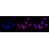 KD-Validated CD13 Rabbit mAb (20 μl)
