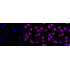 KD-Validated CASP3 Rabbit mAb (20 μl)