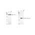 KD-Validated CASP3 Rabbit mAb (20 μl)