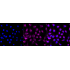 KD-Validated ARF1 Rabbit mAb (20 μl)