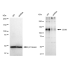 KD-Validated CD36 Rabbit mAb (20 μl)