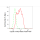 KD-Validated CCNA2 Rabbit mAb (20 μl)